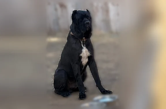 Lost dog, 47th Street, 1320, Lubbock - male puppy with a black collar - photo