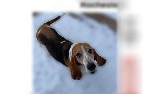 Lost dog, Clare Lane Northeast, 2440, Rochester - female, red collar - photo
