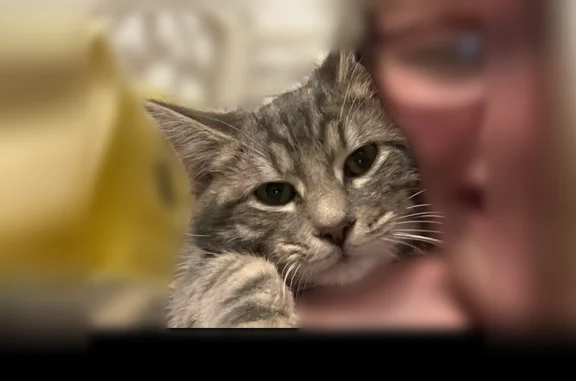Lost cat, KY 1247, Cedar Grove, Cedar Grove - female, gray and white bobtail - photo