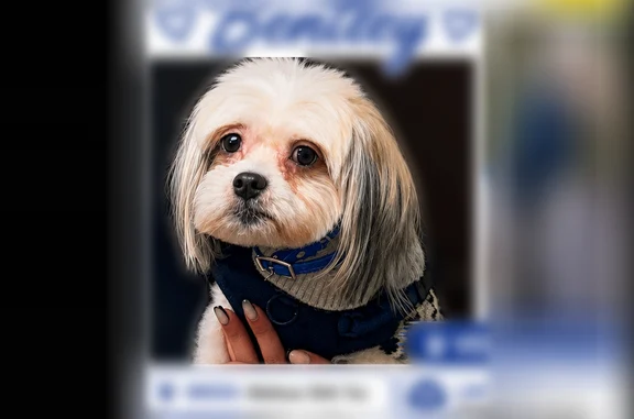 Lost dog, New York Avenue, 1087, New York — male, small Maltese Shih Tzu - photo