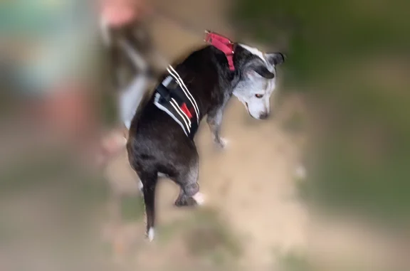 Lost dog, Ed Waites Road, 30, West Hattiesburg - female, red collar - photo