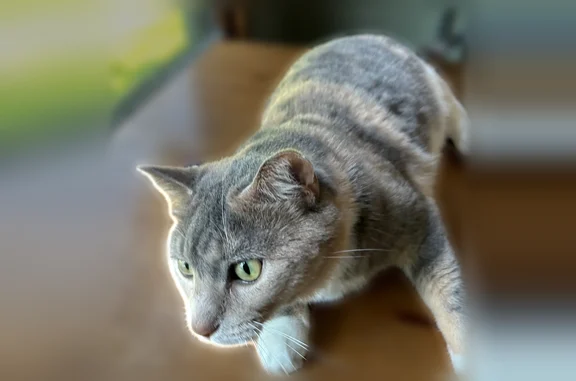 Lost cat, Chestnut, Illinois, Manteno - female - photo