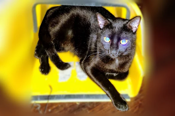 Lost cat male, Southeast 135th Avenue, 2345-2473, Portland - black coat, kinked tail - photo