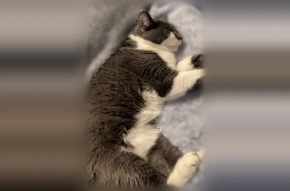 Lost cat, Carol Lee Drive, Cupertino, San Jose - female, grey flea collar, tuxedo pattern - photo