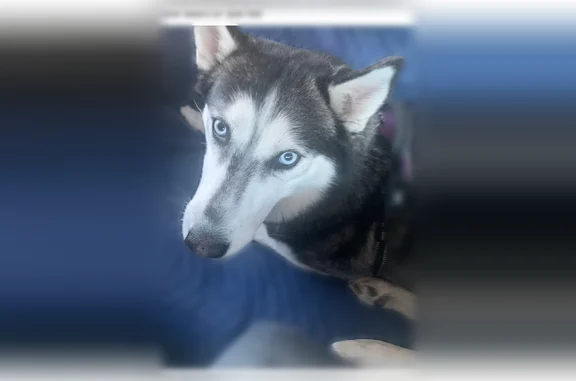 Lost dog, 20th Street North, 3165, Arlington - vocal and sweet - photo