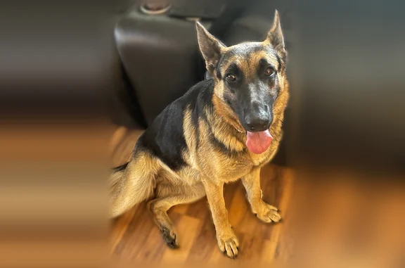 Lost dog, Banner Road, Belleview - black and tan, no collar - photo