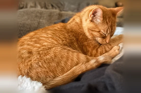 Lost cat, male, Mentor Avenue, 215, Painesville — orange tabby with a reddish orange collar - photo