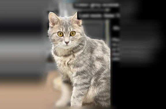 Lost cat, West Dover Street, 62, Village of Valley Stream, Valley Stream - female gray indoor-only Scottish Straight - photo