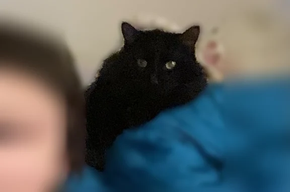 Lost cat, 40th Avenue Northeast, 1709, Minneapolis - male - photo