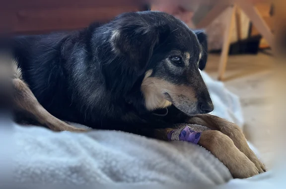 Lost dog, Mireval Road, 16201, Los Gatos - female, very ill - photo
