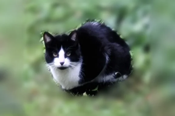 Animaux perdus et trouvés Chevilly-Larue, photo: Chat trouvé, Soisy-sous-Montmorency, Chevilly-Larue — craintif, noir et blanc