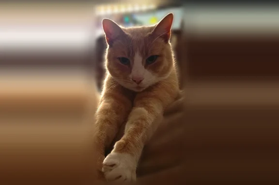 Chat perdu mâle, Le Planty, Romillé, Paris - collier réfléchissant - photo