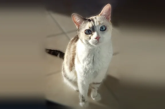 Chat perdu femelle, Rue du Village, 3 Bis, Flachères, Lyon - blanche avec des taches, yeux bien bleus - photo