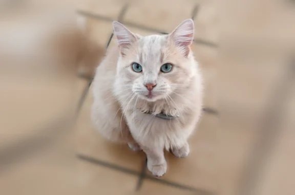 Animaux perdus et trouvés Gex, photo: Chat perdu mâle, Rue du Mont Blanc, 62, Gex - roux un peu blond, pucé