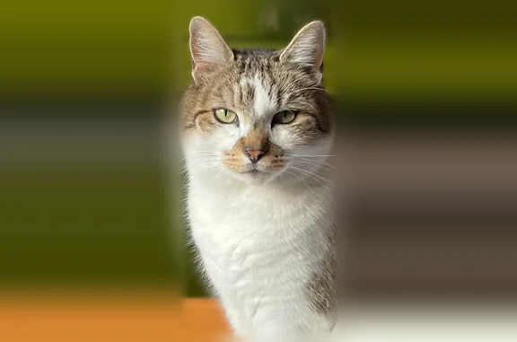 Animaux perdus et trouvés Bœrsch, photo: Chat perdu mâle, Rue du Rempart, 4, Bœrsch - matou castré et pucé