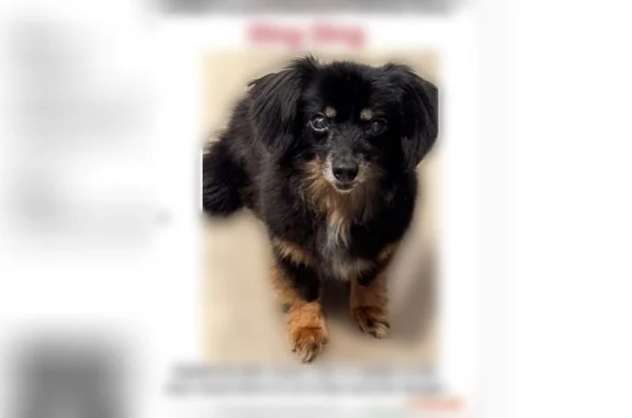Lost dog, 20th Street Southwest, 5905, Waverly, Waverly - female Chiweenie with navy flower collar - photo