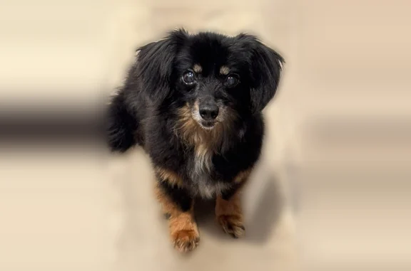 Lost dog, 20th Street Southwest, 5905, Waverly, Waverly - female Chiweenie with navy flower collar - photo