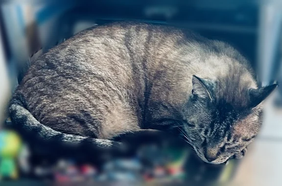 Animaux perdus et trouvés Nice, photo: Chat perdu mâle, Cité Jardin, 2, Nice - yeux bleus, 10 ans
