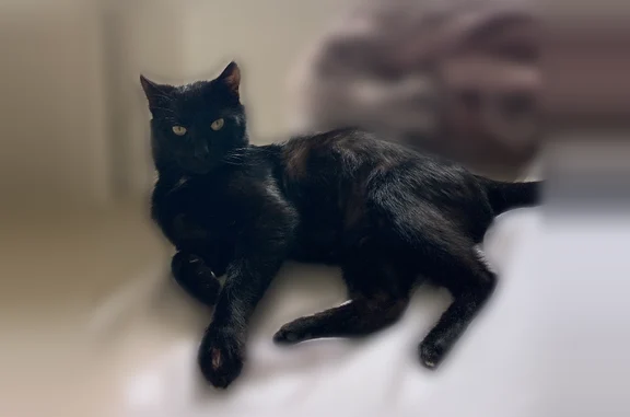 Animaux perdus et trouvés Lutzelhouse, photo: Chat perdu mâle, Rue des Terreaux, 10, Lutzelhouse - noir avec taches blanches