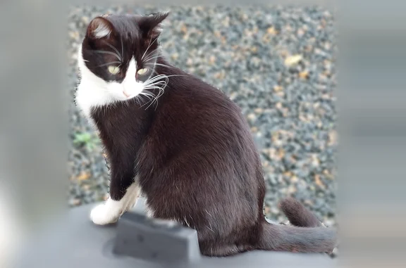 Animaux perdus et trouvés Azay-sur-Cher, photo: Chat perdu mâle, Rue des Serraults, 9, Azay-sur-Cher - identifié, collier antiparasite gris