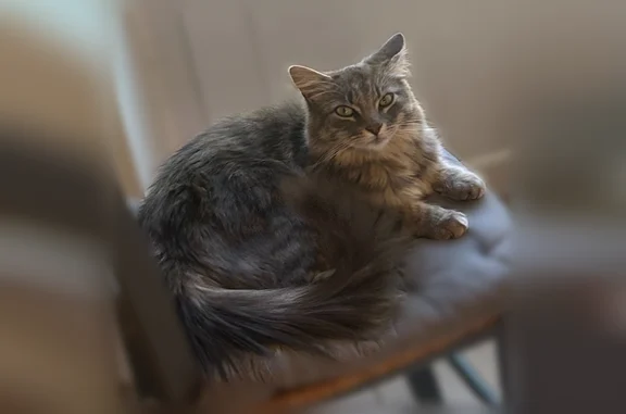Chat perdu mâle, Place Isaac de la Roche, 5, Roézé-sur-Sarthe, Roézé-sur-Sarthe - long poil, yeux verts - photo