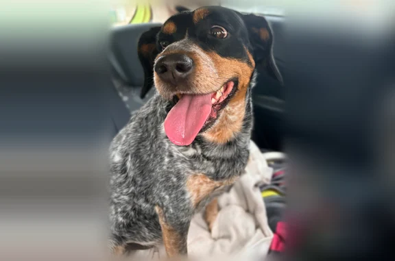 Petite chienne qui errait depuis ce matin sur le parking du Carrefour city d’après le caissier. Elle suivait les voitures et les gens et haletait beaucoup.