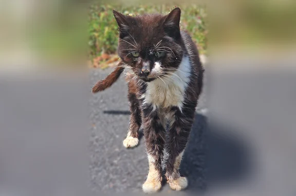 Animaux perdus et trouvés Vertou, photo: Chat trouvé, Rue de la Boissière, 16, Vertou - errant, maigre