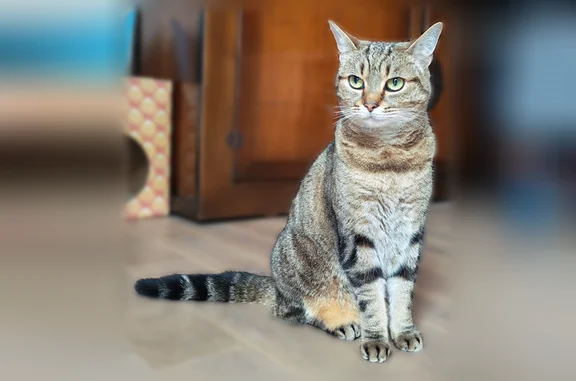 Animaux perdus et trouvés Brunoy, photo: Perdu chat femelle, Rue du Réveillon, Brunoy, Brie-Comte-Robert - tigré européen, pucé et tatoué