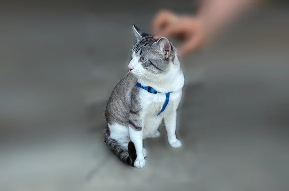 Chat perdu mâle, Camping de l'Espiguette, Le Grau-du-Roi - blanc et gris - photo