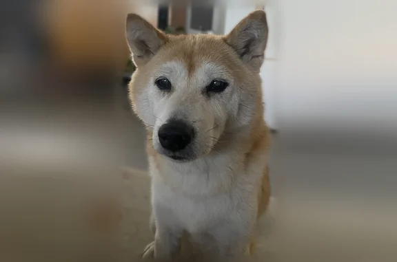 Animaux perdus et trouvés Clermont-Ferrand, photo: Chien perdu mâle, Rue Marcel Doret, Villeurbanne, Clermont-Ferrand - Shiba inu âgé sans collier