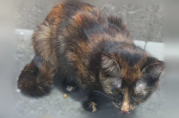 Animaux perdus et trouvés Saint-Sébastien-sur-Loire, photo: Trouvé chat femelle, Rue de la Galtière, 9, Saint-Sébastien-sur-Loire - petite et très sociable