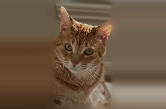 Lost cat, Interstate 45, 22565, Spring - female orange tabby - photo
