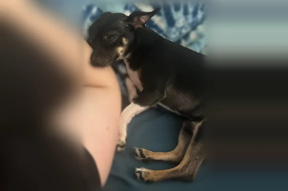 Lost dog, 5 Oaks Avenue, 631, Dayton - male - photo