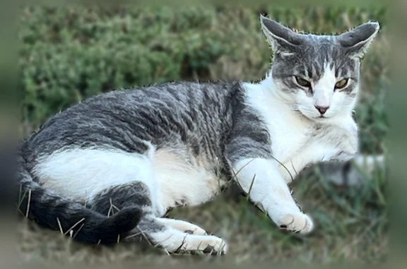 Lost cat, 291st Street, 47153, Beresford - male, calico grey with a white belly - photo