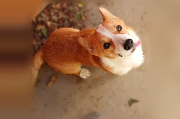 Found dog Grand Junction, photo: Found dog male, Eastwood Street, 583, Grand Junction - friendly corgi