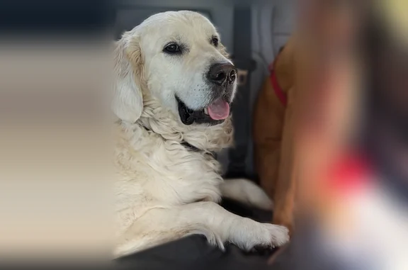 Missing dog Jacksonville, photo: Lost dog, Bermuda Road, 1654, Jacksonville - male