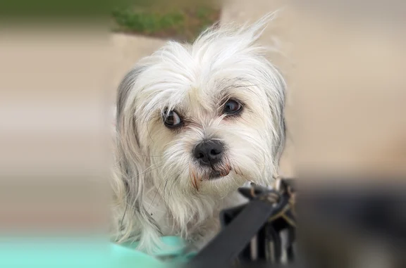 Lost dog, South 13th Street, 2129,2129A, Milwaukee - male, white and furry, very friendly - photo