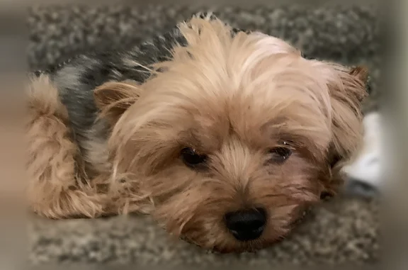 Lost dog, Stetson Road, 4519, Clovis - male, bad back leg - photo