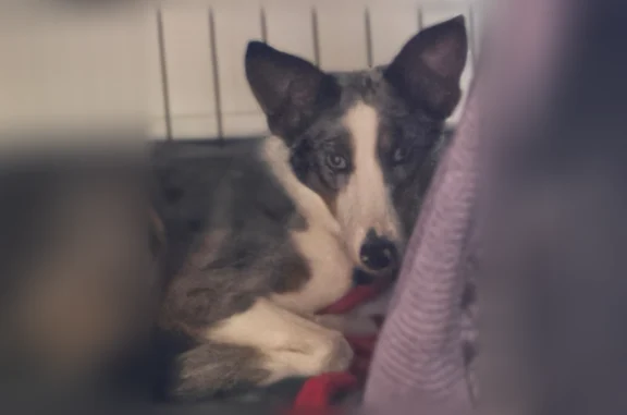 Lost dog, Lucille Lane, 22, Bozeman, Emory - male, blue collar - photo