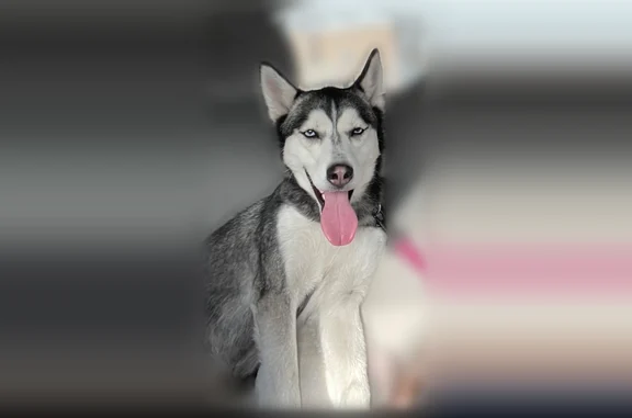 Lost dog, South Throop Street, 6021, Chicago - female, black and white coat - photo