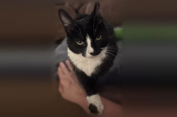 Lost cat, Edgewood Drive, 55, Baldwinsville - female tuxedo cat with white belly and paws - photo