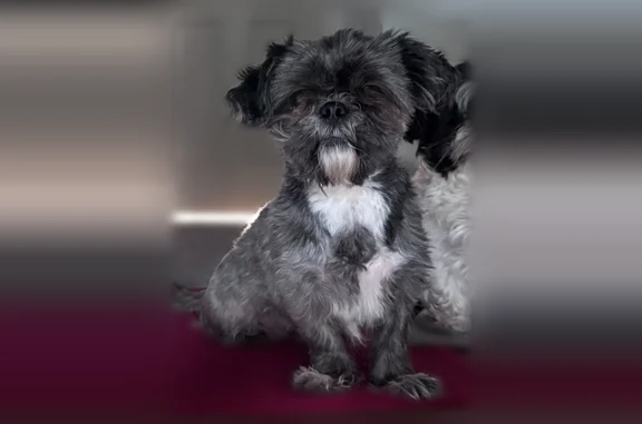 Lost dog, Benton Place, 212, Bay Shore - female shih tzu - photo