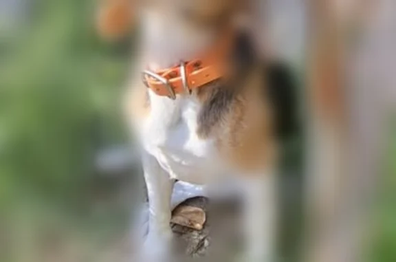 Animaux perdus et trouvés Belcodène, photo: Chien perdu mâle, Belcodène — Beagle de 7 ans