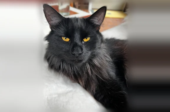 Lost cat, Pine Hill Road, 28, Arlington - male, black long-haired, yellow eyes - photo