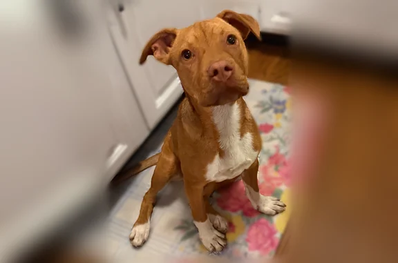 Lost dog, Bloomingdale Road, 3306, Kingsport - female - photo