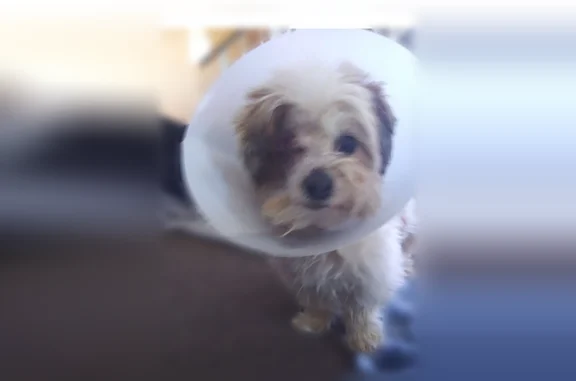 Lost dog, Sky Line Drive, 8572, Piñon Hills - female, very small, shaggy, missing one eye - photo