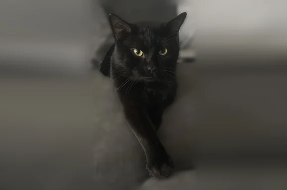 Animaux perdus et trouvés Lille, photo: Chat perdu mâle, Rue du Faubourg d'Arras, 31, Lille - pelage noir uni