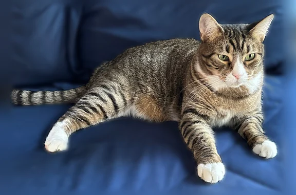 Lost cat, Sunset Park, Brooklyn, NY, USA, Manhattan — female tabby, scared or hiding - photo