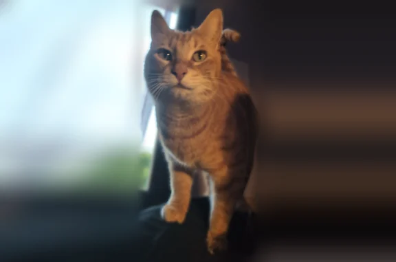 Perdu chat mâle, Impasse des Camélias, 10, Narbonne — roux aux yeux verts - photo