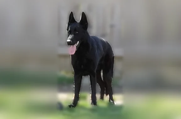 Lost dog, South County Road 650 East, 6754, Mooresville - all black, friendly but scared - photo
